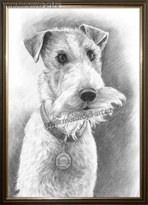 Простые рисунки карандашом животные собака (49 фото) » рисунки для срисовки  на Газ-квас.ком