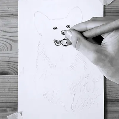 Уроки рисования научат, как рисовать собаку карандашом и в цвете. |  АРТАКАДЕМИЯ Курсы рисования Киев