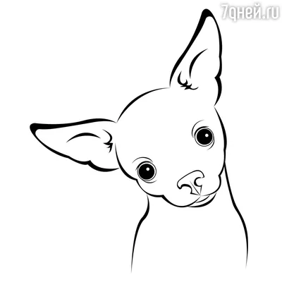 Реалистичный рисунок собаки Фокстерьер карандашом