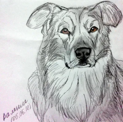 Детский рисунок собаки карандашом - 64 фото