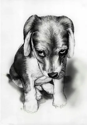 Красивые рисунки собак (25 фото) » Рисунки для срисовки и не только