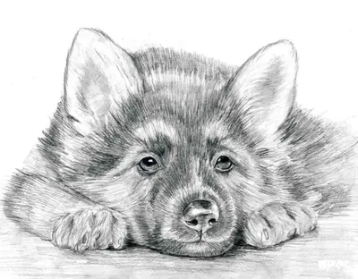 Как нарисовать собаку карандашом поэтапно? Простой мастер-класс для  начинающих и детей, как рисовать взрослую собаку или щенка