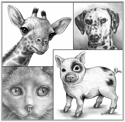 Картинки собак для срисовки в полный рост (18 шт)