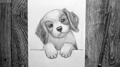 Рисунок собаки карандашом (Новичковый) | Пикабу