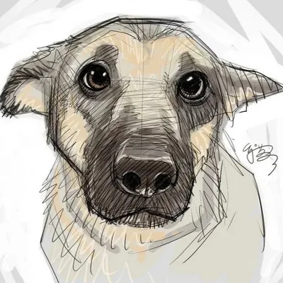 Как нарисовать собаку карандашом - YouTube