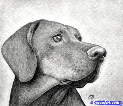 Рисунки собак карандашом легкие маленькие (28 шт)