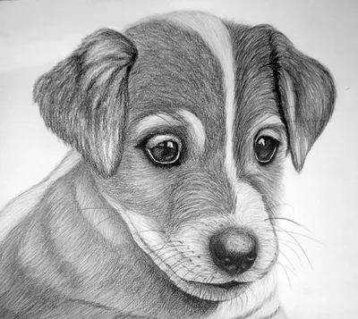 Рисунок собаки карандашом для срисовки легкие - 42 фото