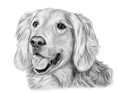 Рисунок собаки карандашом, порода …» — создано в Шедевруме