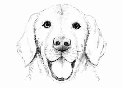 Рисунок собаки карандашом для срисовки легкие - 82 фото