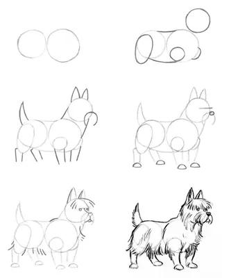 Скетч рисунки животных (50 фото) » рисунки для срисовки на Газ-квас.ком