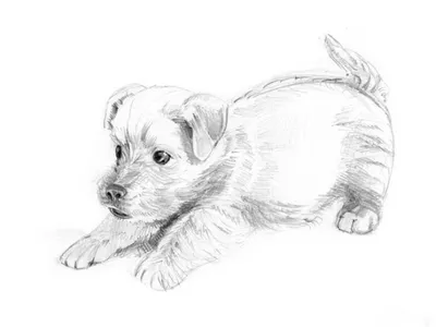 Рисунки собак карандашом для срисовки - 64 фото