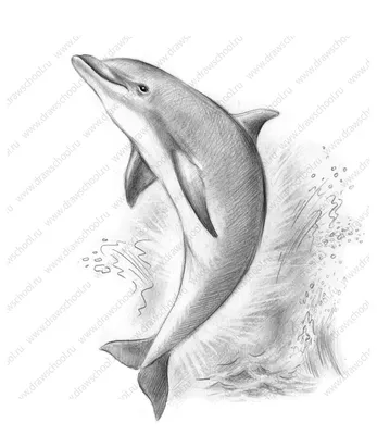 Рисунок дельфина фото 
