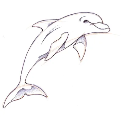 Рисунок дельфина карандашом для срисовки - 61 фото