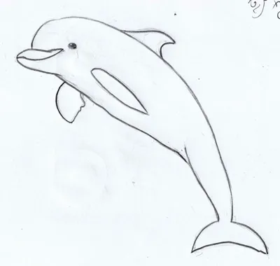 Дельфин рисунок для срисовки (32 шт)