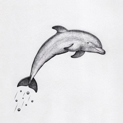 Как нарисовать дельфина карандашом и акварелью начинающим | Рисунок  поэтапно и легко для детей | Империя Пикчер | Дзен