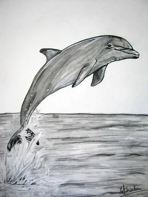 рисунок дельфин на белом фоне раскраски страницы наброски эскиз вектор PNG  , рисунок крыла, рисунок кольца, рисунок дельфина PNG картинки и пнг рисунок  для бесплатной загрузки