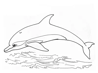 Дельфин рисунок для срисовки (32 шт)
