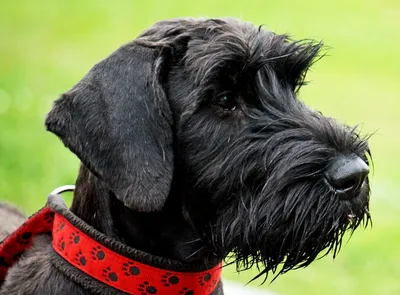молодой черный ризеншнауцер или гигантский шнауцер собака на траве Стоковое  Изображение - изображение насчитывающей ангстрома, актеров: 222520377
