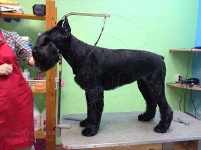 Курт - 6 лет - Метис породы Ризеншнауцер - Москва - собаки в добрые руки