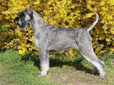 Ризеншнауцер (Riesenschnauzer) - это очень умные и преданные своей семье  собаки. Фото, описание, отзывы о породе.
