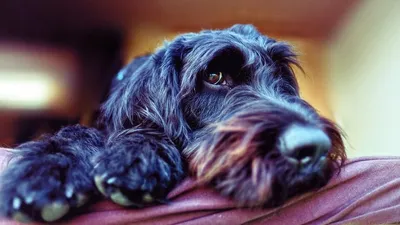 Ризеншнауцер - характеристика собак и щенков породы - ProPlan.ru