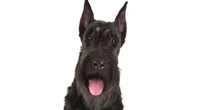 Локомотив - Ризеншнауцер Ризеншнауцер – это крупная собака, с правильным,  атлетичным телосложением. Грудная клетка ярко выраженная, широкая, глубокая  брюшная впадина. Шея длинная, крепкая, морда квадратная, с шерстью которая  растёт наподобие бороды. Уши