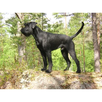 Чёрный ризеншнауцер прыгает, собака …» — создано в Шедевруме