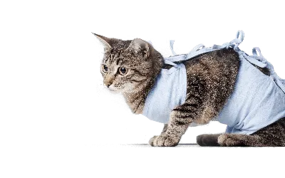 пушистый питомец играет с добычей родинки в качестве корма для кота грызуна  и кота Стоковое Изображение - изображение насчитывающей еда, игра: 219539031