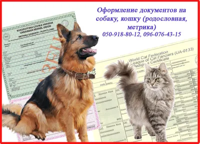 Ответы Mail.ru: объясните, пожалуйста, что такое родословная у собаки? что  в этом документе указывается? важна ли она?