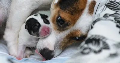 Ведение беременности у собак и кошек — Центр ветеринарної допомоги «Елітвет»