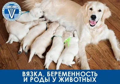 Беременность у собак: сколько месяцев длится, симптомы, признаки, что  делать в домашних условиях