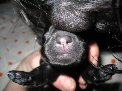 Кесарево сечение мелкой собачке (весом до 10 кг) для собак в ветеринарной  клинике SQ-lap