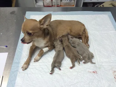 Роды у собак: признаки приближения, сколько длятся и как понять, что собака  родила всех щенков | Royal Canin UA