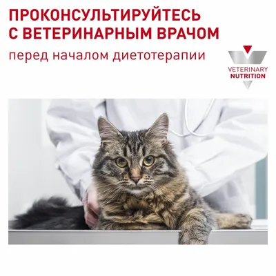 Royal Canin Kitten Sterilised - купить Роял Канин для стерилизованных котят  до 12 месяцев в Киеве и Украине с доставкой по выгодной цене |  Интернет-магазин Фаунамаркет