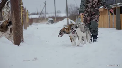 Потомки Шороха. Собаки Юрия Доброва (Новокузнецк) - YouTube