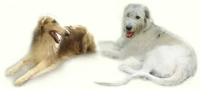 Монопородная выставка западно-сибирских лаек (РКФ) - Выставки/выводки -  Собаки и охотничье собаководство