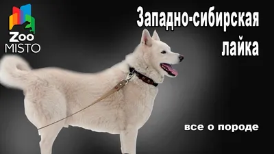 Западно Сибирская Лайка - г. Москва - Hunting dog