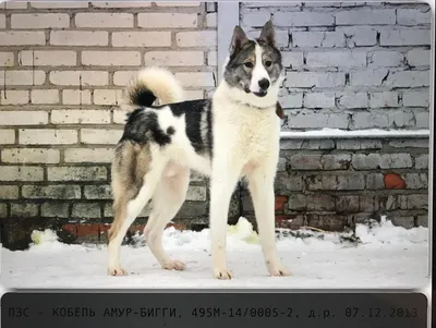 Восточно-сибирская лайка: все о собаке, фото, описание породы, характер,  цена