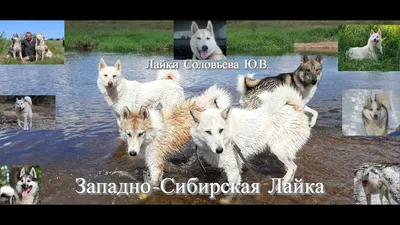 Щенки Сибирской хаски — купить в Новосибирске. Собаки, щенки на  интернет-аукционе Au.ru
