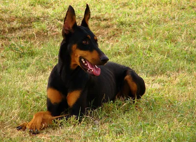 Самые красивые черные собаки (66 фото) - картинки sobakovod.club