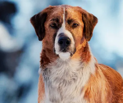Породы собак самые дорогие в мире - фото и цены | РБК Украина