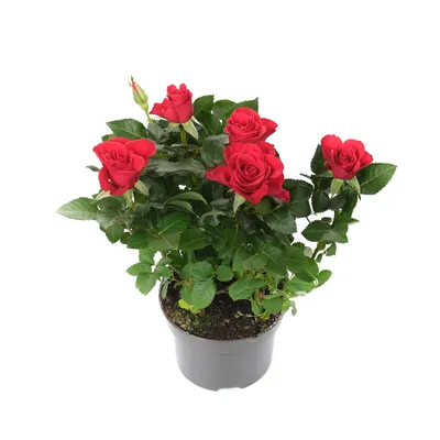 Роза кордана Красная Мерседес купить по доступной цене оптом | «Флора Групп»
