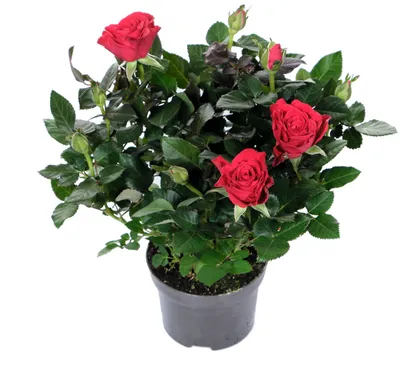 Саженцы розы мерседес купить в Москве по цене от 690 рублей