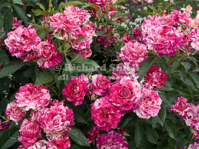 Purple Tiger Rose | Striped Floribunda | Style Roses