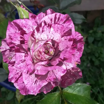 Rosa - Purple Tiger | Beautiful rose flowers, Beautiful flowers, Beautiful  roses