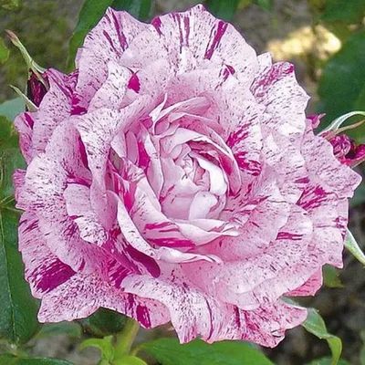 Роза Purple Tiger (Перпл Тайгер) – купить саженцы роз в питомнике в Москве