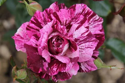 Purple Tiger Floribunda Rose | Sooner Plant Farm