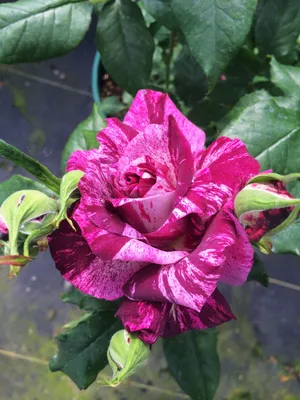 Photo of the bloom of Rose (Rosa 'Purple Tiger') posted by Skiekitty -  Garden.org