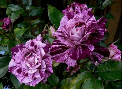 Purple Tiger | The Utah Rose Society Blog