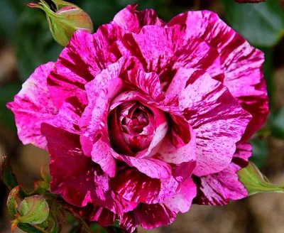 Uva Nursery - Purple Tiger Floribunda-Rose Flower Color... | Facebook